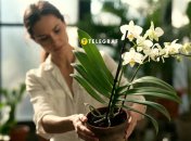 Орхидея в домашних условиях очень прихотлива и требовательна