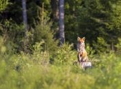 Как в Украине появились фамилии с названиями животных