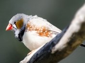 В заповеднике на севере Китая погибли птицы