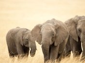 Какой самый дорогой кофе в мире?