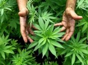 Австралия легализировала экспорт лекарственного канабиса