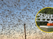 Нашествие мошкары