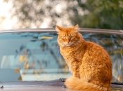 Фото: pixabay.com