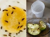 Мошки могут появиться в любое время года