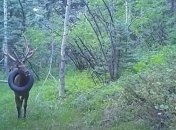 Кадр с камеры наблюдения в заповеднике.