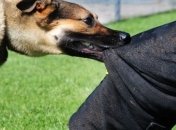 На Харьковщине собаки напали на мужчину