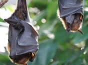 Почему вирусы летучих мышей смертельно опасны?