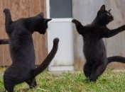 Оказывается, кошки любят танцевать: забавные танцующие пушистики 