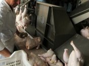 Сербия открыла рынок для украинской курятины