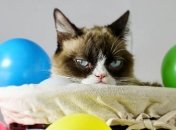 Умерла известная кошка-мем Grumpy Cat