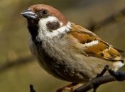 Какой завтра праздник: народные приметы и обряды на 25 декабря