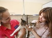 Львов по уникальному алгоритму первым в мире подсчитал уличных котов