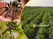 Нашествие пауков