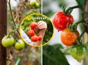 Есть способ заставить помидоры красней быстрее