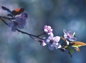 Какой сегодня праздник - День святых Кирилла и Фомы