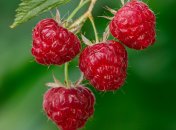 Малина нуждается в правильном уходе (изображение создано с помощью ИИ)