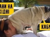 День рождения отметим в «Эпицентре». Карикатуры и фотожабы на карантин выходного дня