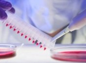 Японские ученые вырастили нефроны почки из крысиных стволовых клеток