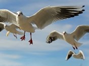 Когда конкретно животные научились издавать звуки