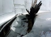 Случаи попадания птиц в двигатели самолетов участились в 5 раз 