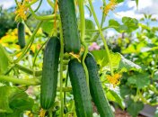 Огурцы нуждаются в правильном уходе (изображение создано с помощью ИИ)