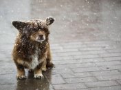 Синоптики прогнозують мокрий сніг в Україні: де і коли він випаде