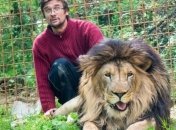 В Чехии лев растерзал своего хозяина, который незаконно удерживал его