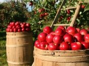 Разобрали непопулярный сорт: фермеры бесплатно раздали 30 тонн яблок