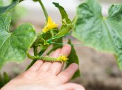 Удобрення огірків цим засобом урятує ваш урожай