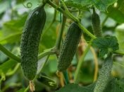 Три важный правила при сборе огурцов