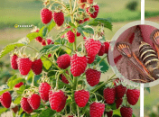 Комаха може нашкодити лише врожаю