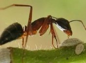 Исследователи обнаружили удивительных "взрывающихся" муравьев 