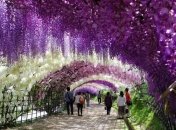 Сказочный японский сад цветов Кавати Фудзи (Фото) 