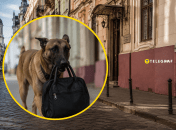 Собака-волонтер