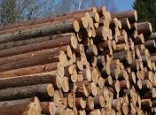 В Украине сократилось количество случаев незаконной вырубки леса