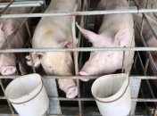 Очередная вспышка африканской чумы свиней в России