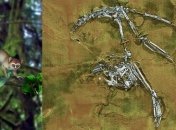 Ранние предки человека были меньше крысы и питались насекомыми