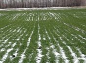 В Минагропроде рассказали, как непогода повлияет на урожай в Украине