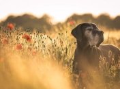 Прогноз погоды в Украине 29 июня: ожидается нереальная жара 