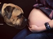 Правда ли, что собаки чувствуют беременность своей хозяйки