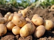 Картошка будет иметь солоноватый привкус