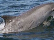 Дельфины оказались способны к обмену знаниями