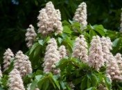 Липы на Крещатике засохли, теперь снова будут каштаны