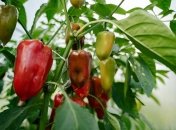 Рецепт эффективного удобрения для перца