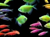 Ученые обнаржили два новых вида светящихся рыб