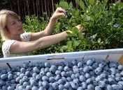 Сок голубики повышает иммунитет