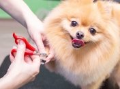 Стригти кігті собачкам потрібно акуратно, щоб не заподіяти їм шкоди