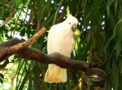 Ученые: Попугаи Какаду могут себя контролировать