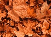 Праздник 25 сентября: главные приметы и что категорически запрещено делать