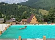 Знаменитые западные дельфины: купающаяся в бассейне карпатская корова стала звездой сети (видео)